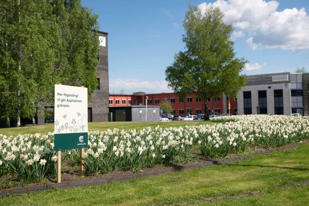 Nyplantering av vårlökar utanför en fastighet