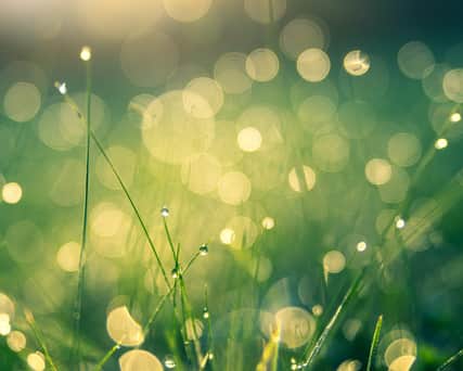 Gräs med daggdroppar