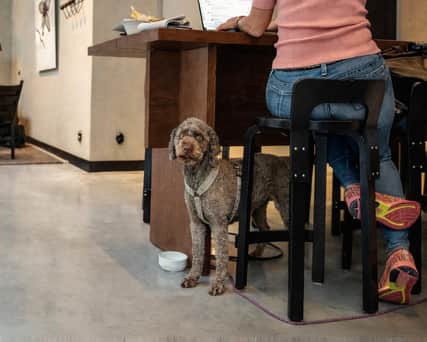 En hund är med på kontoret.