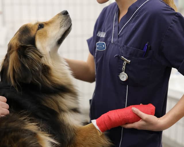 Veterinär med hund.