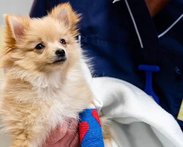 Veterinär med hund.