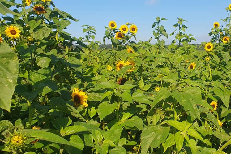 Solrosor en vacker sommardag