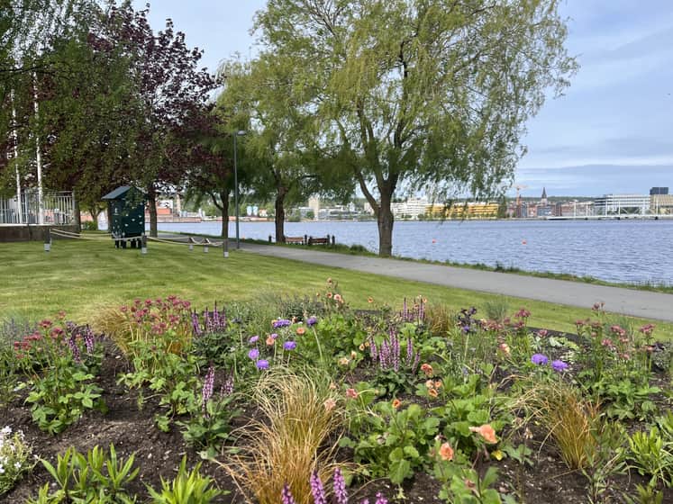 Olika blommor som är satta i en cirkel på gräsmattan och i bakgrunden syns vatten från sjön Munksjön