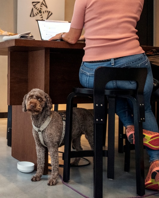 En person arbetar vid sitt skrivbord med en hund bredvid